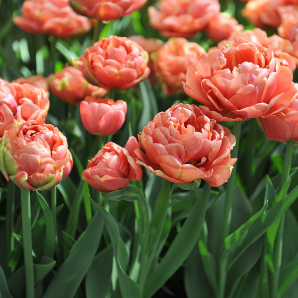 Tulip Copper Image Bulbs – Fragrant Double Peachy-Orange Peony Tulips