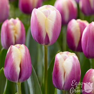 Tulip Atlantis Bulbs – Purple & Cream Bicolor Spring Tulips
