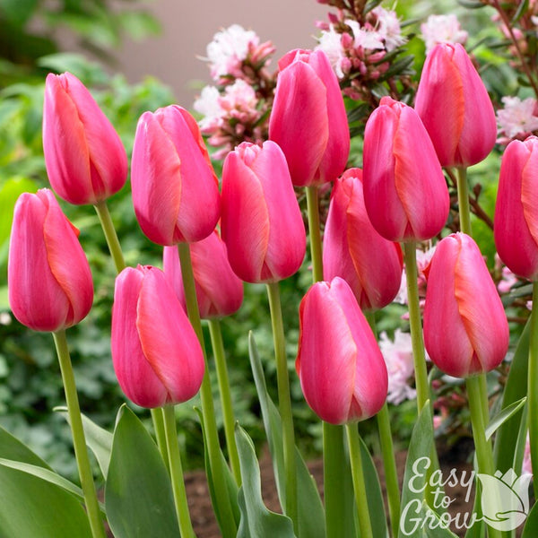 Tulip Cape Holland Bulbs – Vibrant Pink Late Spring Tulips for Gardens & Bouquets