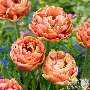 Tulip Copper Image Bulbs – Fragrant Double Peachy-Orange Peony Tulips