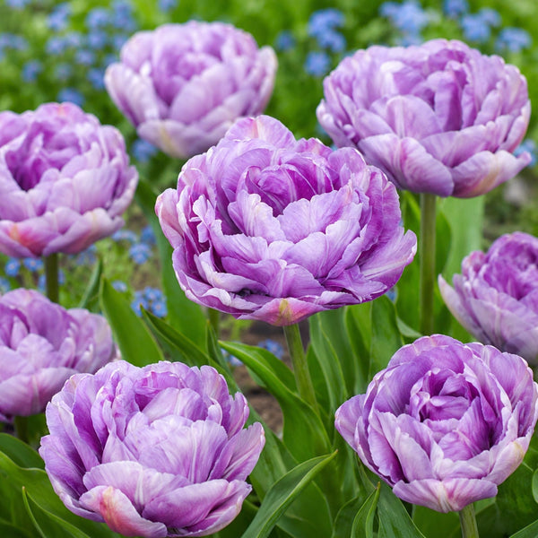 Dancing Passion Double Late Tulip Bulbs – Violet-Purple