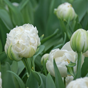 Tulip Mount Tacoma Bulbs – Fragrant White Double Late Tulips