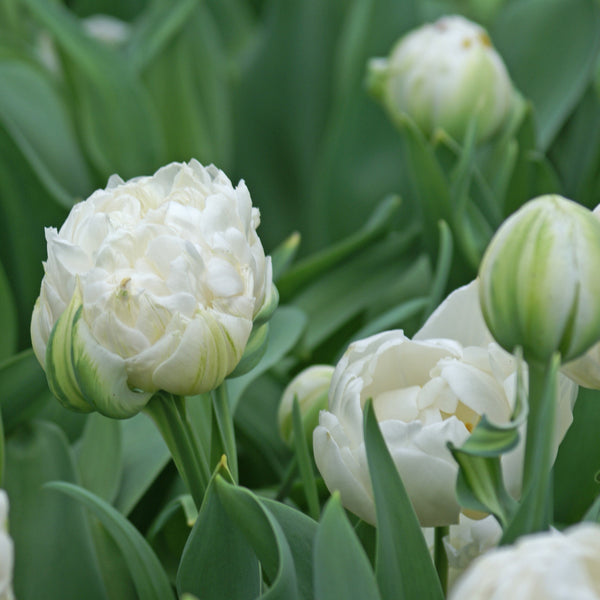 Tulip Mount Tacoma Bulbs – Fragrant White Double Late Tulips