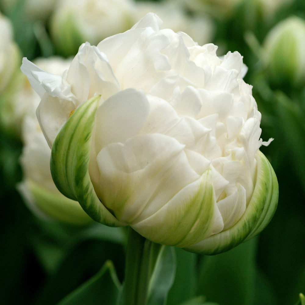 Tulip Mount Tacoma Bulbs – Fragrant White Double Late Tulips