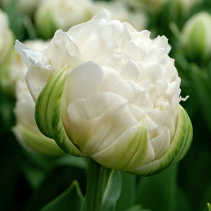 Tulip Mount Tacoma Bulbs – Fragrant White Double Late Tulips