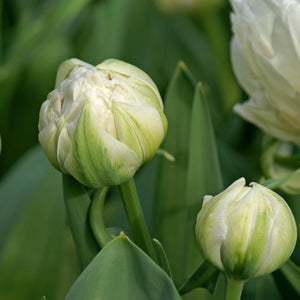 Tulip Mount Tacoma Bulbs – Fragrant White Double Late Tulips