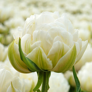 Tulip Mount Tacoma Bulbs – Fragrant White Double Late Tulips