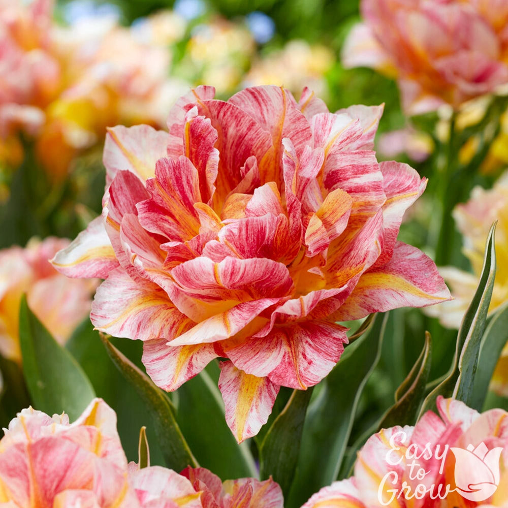 Tulip Monte Prix Bulbs – Double Pink & Yellow Peony-Flowering Tulips