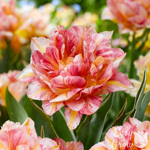 Tulip Monte Prix Bulbs – Double Pink & Yellow Peony-Flowering Tulips