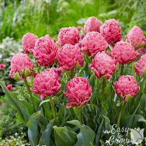 Tulip Strawberry Cream Bulbs – Rare Double Pink Peony-Style Tulips with Creamy White Tips