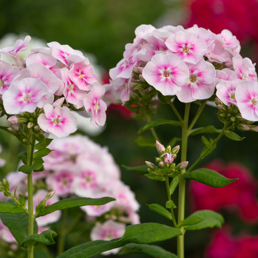 foam flower seeds Heartleaf Foamflower Seeds