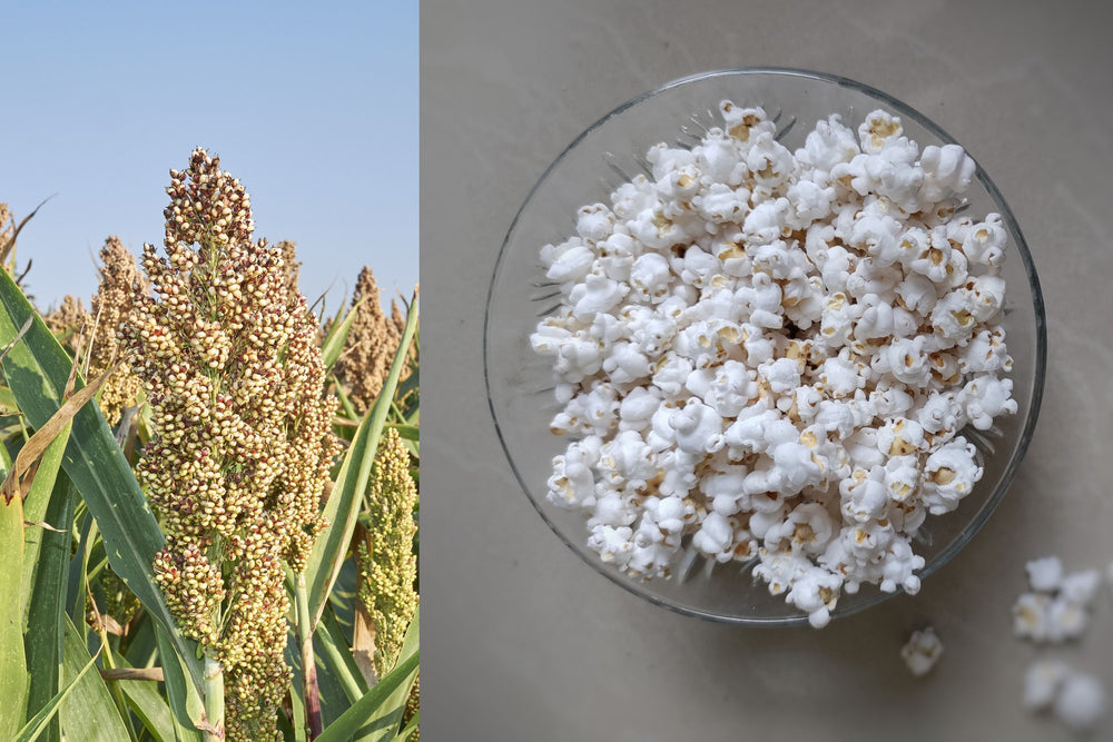White Popping Sorghum Seeds