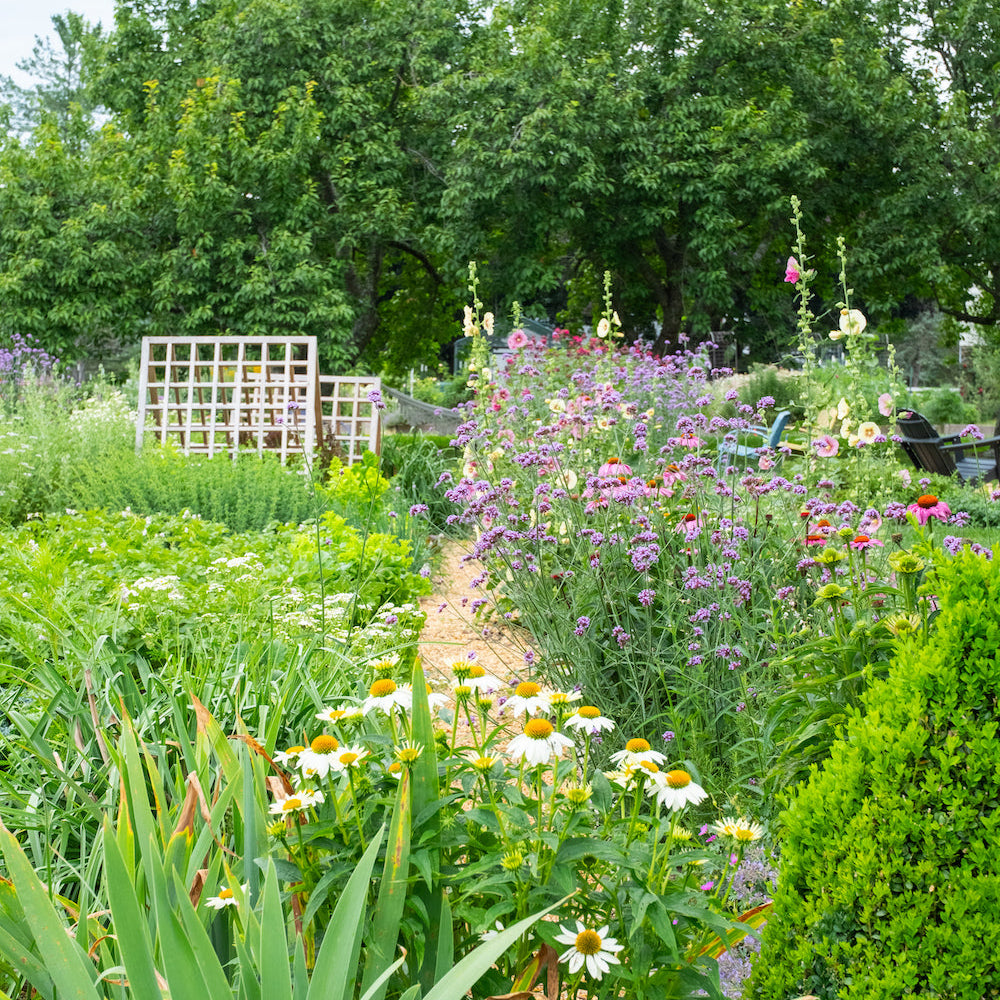 French potager with cedar trellis and hollyhocks