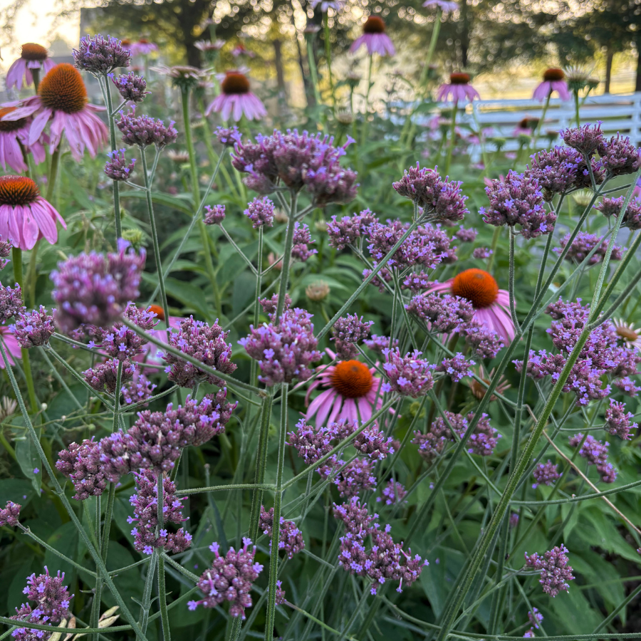 Verbena and coneflower in a cottage garden meadow