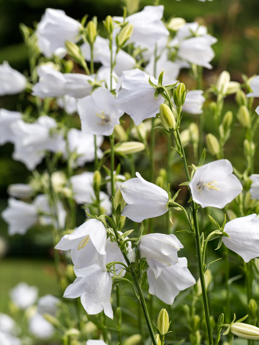 White Canterbury Bells