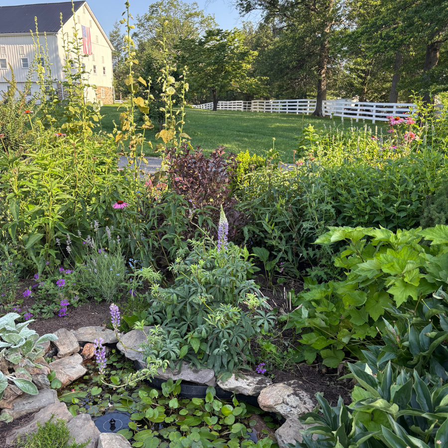Garden with various plants and flowers, featuring a white building in the background and wildlife pond.