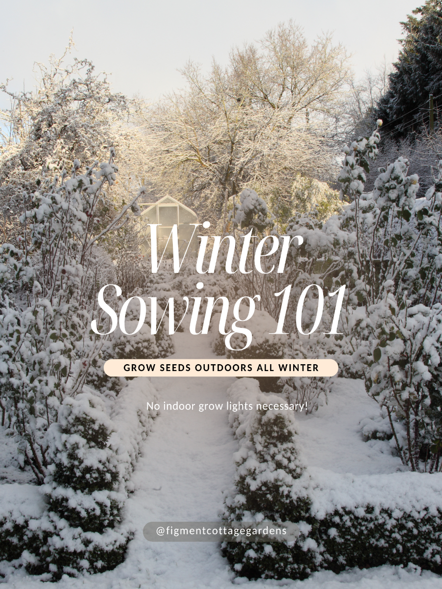 Snowy garden scene with text overlay 'Winter Sowing 101'


