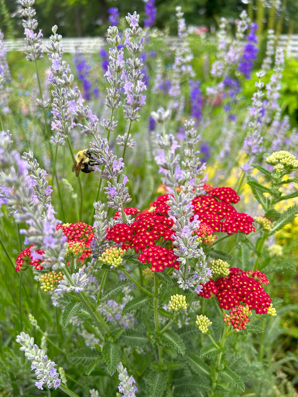 yarrow and lavender with a bumblebee