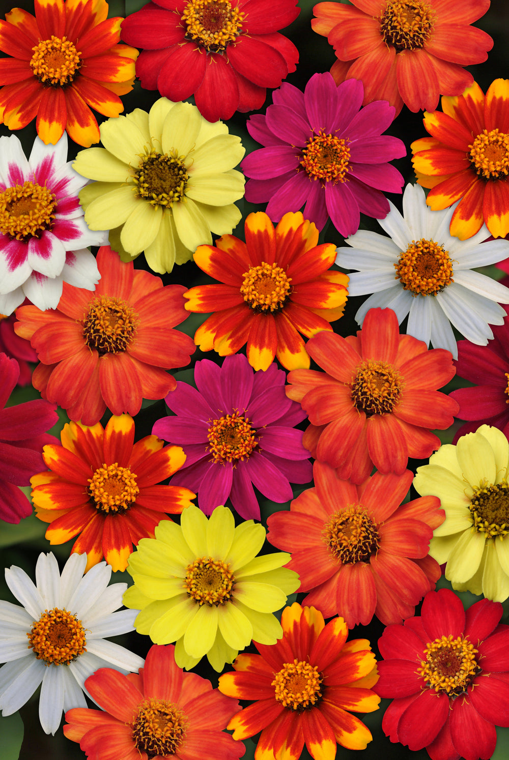 Zahara Series Formula Mix Zinnia Seeds