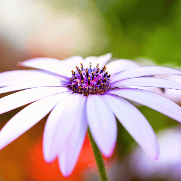 African White Daisy Seeds