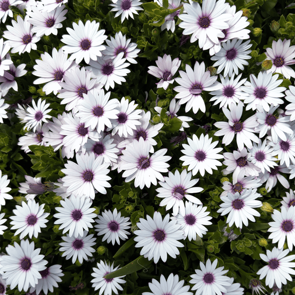 African White Daisy Seeds