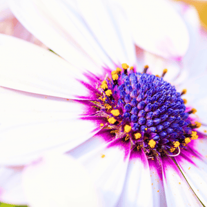 African White Daisy Seeds