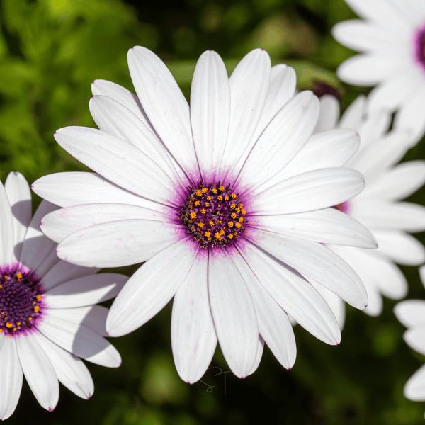 African White Daisy Seeds