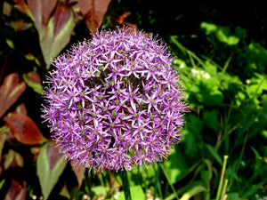Star of Persian Allium Seeds