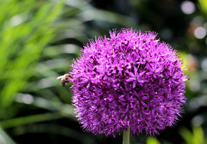 Star of Persian Allium Seeds