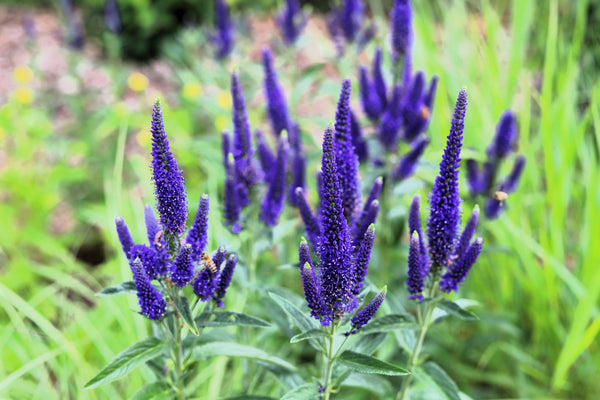Blue Bouquet Veronica Seeds