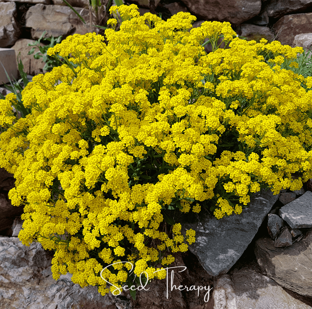 Basket of Gold Alyssum Seeds