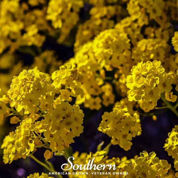 Basket of Gold Alyssum Seeds