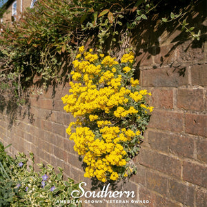 Basket of Gold Alyssum Seeds