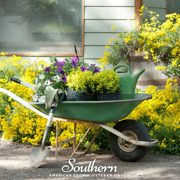Basket of Gold Alyssum Seeds