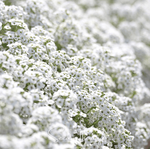 Carpet of Snow Sweet Alyssum Seeds