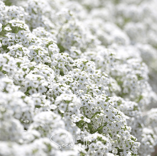 Carpet of Snow Sweet Alyssum Seeds