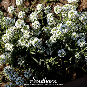 Carpet of Snow Sweet Alyssum Seeds