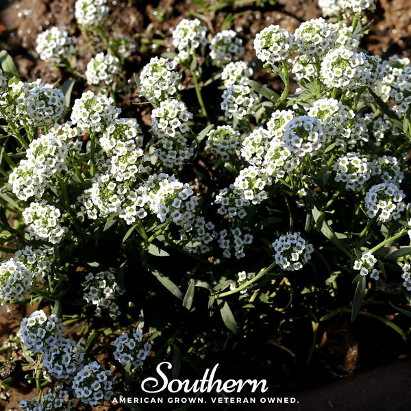 Carpet of Snow Sweet Alyssum Seeds