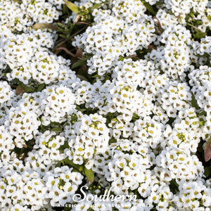 Carpet of Snow Sweet Alyssum Seeds