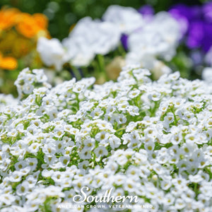 Carpet of Snow Sweet Alyssum Seeds