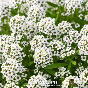 Carpet of Snow Sweet Alyssum Seeds