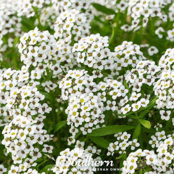 Carpet of Snow Sweet Alyssum Seeds