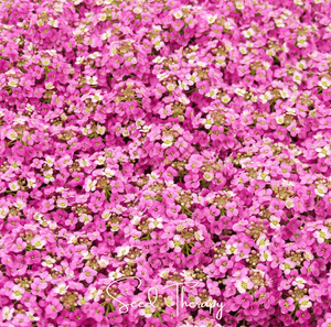 Pink Dwarf Sweet Alyssum Seeds