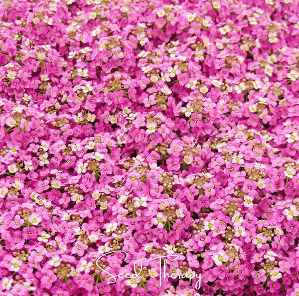 Pink Dwarf Sweet Alyssum Seeds