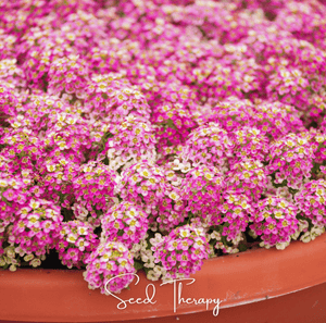 Pink Dwarf Sweet Alyssum Seeds
