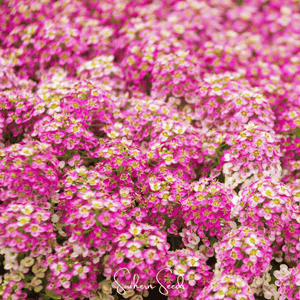 Pink Dwarf Sweet Alyssum Seeds