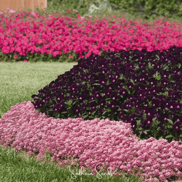 Pink Dwarf Sweet Alyssum Seeds
