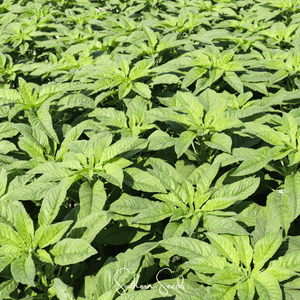 Green Callaloo Amaranth Seeds