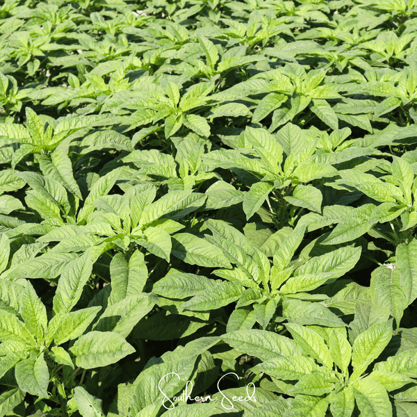 Green Callaloo Amaranth Seeds