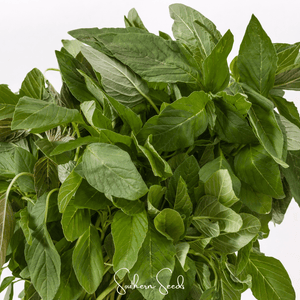 Green Callaloo Amaranth Seeds